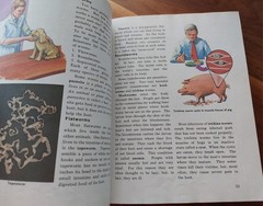 Abeka 5 Science Textbook Vintage 1977 Investigating God’s World