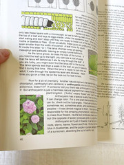 Botany in 8 Lessons; Student Text by Ellen Johnston McHenry (English) Paperback